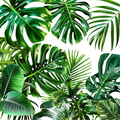  Border of Fresh Green Tropical Leaves Isolated on Transparent Background