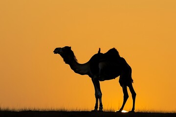 A black silhouette of a camel with a saddle stands against a vibrant orange sunset backdrop. The image evokes a sense of desert travel and adventure.