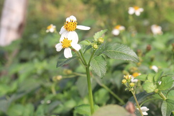 bidens pilosa flower and medicinal plant on nursery