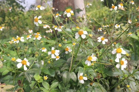 bidens pilosa flower and medicinal plant on nursery