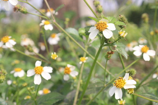 bidens pilosa flower and medicinal plant on nursery