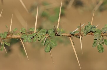 Gum arabic tree branch closeup. Selective focus. Nature concept.