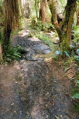 Muddy Hiking Path in Poor Condition Deep in New Zealand Forest