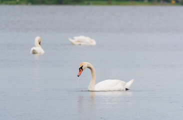 Three graceful white swans swims in the lake, swans in the wild.