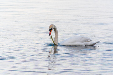 Graceful white Swan swimming in the lake, swans in the wild. Portrait of a white swan swimming on a lake.