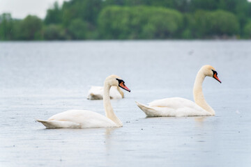 Obraz premium Three graceful white swans swims in the lake, swans in the wild.