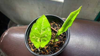 selective focus on young panda galaxy syngonium plants