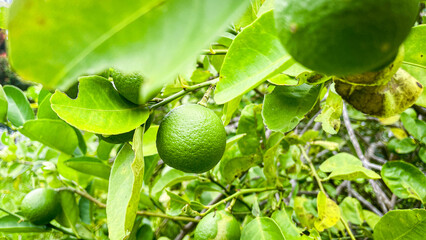 selective focus on the fruit of the lime tree