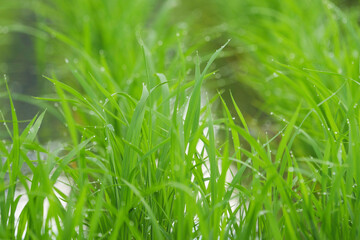 young green paddy rice field,summer rural