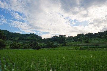 Obraz premium Agriculture green rice field under blue sky and mountain back at contrysid