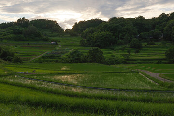 Obraz premium sunset view in the sky and the nature beauty seeding in rice paddy plant.