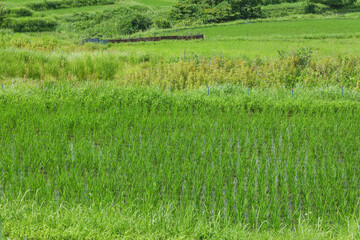 young green paddy rice field,summer rural
