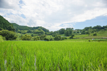 Under cloudy skies, the green of the rice paddies contrasts beautifully with the mountains.