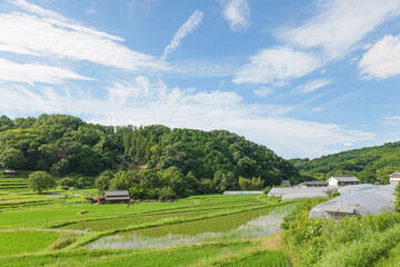 Agriculture green rice field under blue sky and mountain back at contrysid