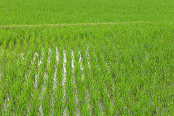 Obraz premium young green paddy rice field,summer rural