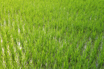 young green paddy rice field,summer rural