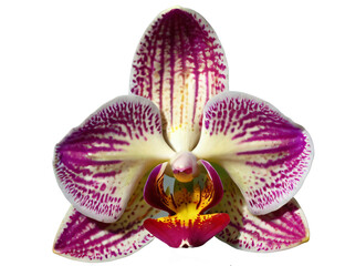 orchid on white