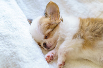 白い毛布の上のロングコートチワワの子犬