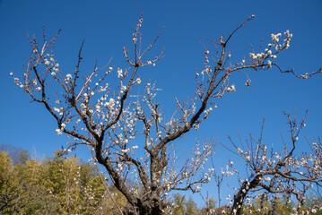 淡いピンクの梅・雲の曙（神代植物公園）