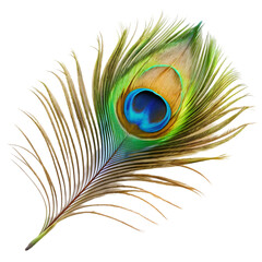 Obraz premium peacock feather isolated on white background