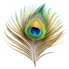 Obraz premium peacock feather isolated on white background