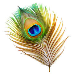 Obraz premium peacock feather isolated on white background