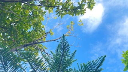 Fototapeta premium selective focusing on pine needles