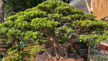 selective focus on beautiful bonsai plants