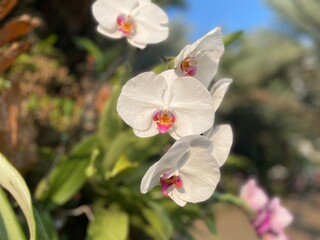 selective focus on beautiful blooming orchids