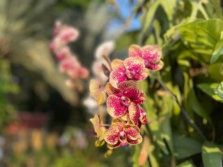 selective focus on beautiful blooming orchids