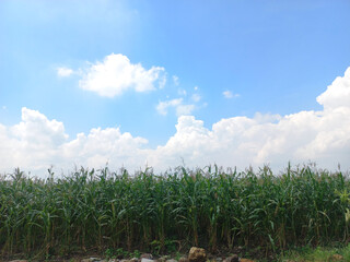 Cornfield and blue sky