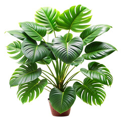 palm tree leaves isolated on white background