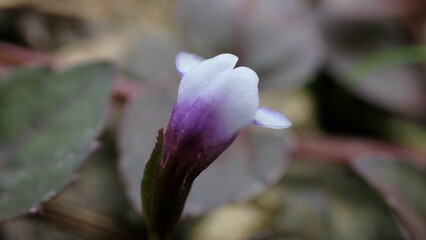 Torenia crustacea is a species of flowering plant known by the common name Malaysian false pimpernel
