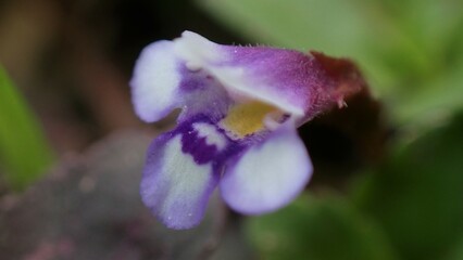 Torenia crustacea is a species of flowering plant known by the common name Malaysian false pimpernel