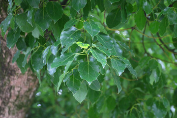 大麻比古神社・楠・御神木（徳島県・鳴門市）