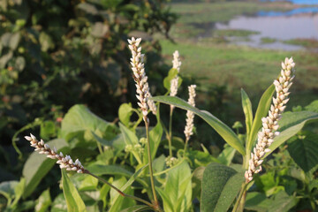 Polygonum barbatum flower plant on jungle