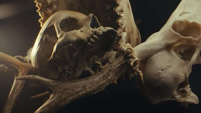 Death, skulls and bones.