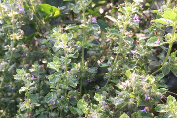 Clinopodium graveolens flower and medicinal plant