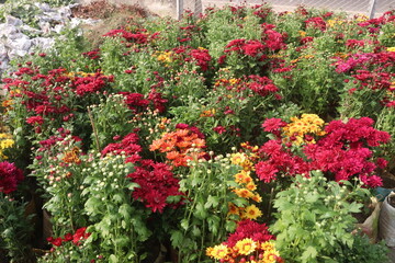 multiple colored Chrysanthemum ×grandiflorum flower on farm