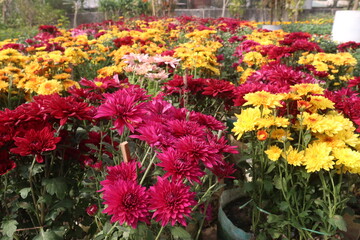 multiple colored Chrysanthemum ×grandiflorum flower on farm