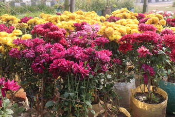 multiple colored Chrysanthemum ×grandiflorum flower on farm