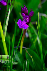 Breitblättriges Knabenkraut // Broad-leaved marsh orchid (Dactylorhiza majalis) - Prokletije Nationalpark, Montenegro