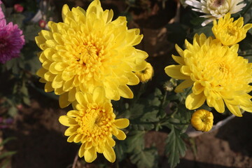 yellow chrysanthemum flower plant on farm