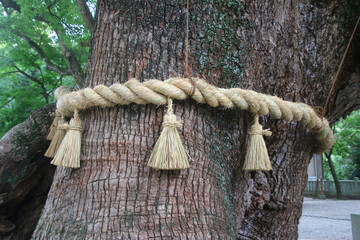しめ縄・大麻比古神社・楠・御神木（徳島県・鳴門市）