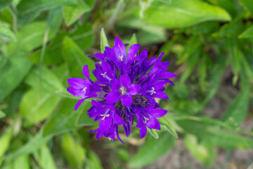 A bell flower Campanula glomerata . Flowerbeds, garden.Bluebell crowded Blue. medicinal herbs, natural medicine, vegetable garden. Copy space
