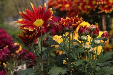 red and yellow chrysanthemum flower plant