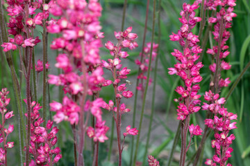 Obraz premium pink and small perennial plant heichera flowers