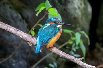 枝にとまるカワセミ