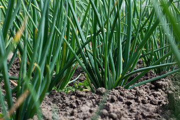 close-up onions, vegan , beds, Spring, fresh herbs, vitamins, veganism, garden, agriculture, Subsistence farming.