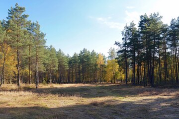 Fototapeta premium Sunny autumn day in a pine forest with yellowing leaves and a grassy clearing.